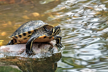 Gelbbauch - Schmuckschildkröte / Gelbwangen - Schmuckschildkröte ( Trachemys scripta scripta ).