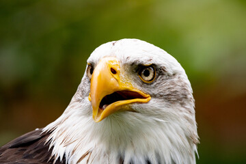 Weisskopfseeadler