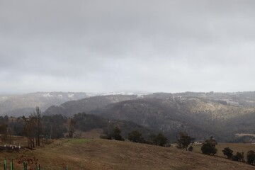 Patchy snow on green rolling hills with eucalyptus trees on a cloudy and misty day.