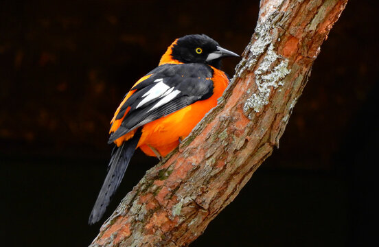 campo troupial orange and black bird over dark background