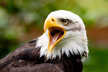 Weisskopfseeadler