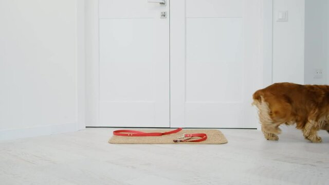 Cocker spaniel dog passing by door mat with leash on it near entrance at home