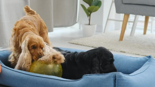 Pair of cocker spaniel dogs playing with toys in dog bed on floor at home