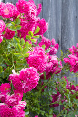 Pink bright roses on old rough wooden wall and window background. Selective focus.