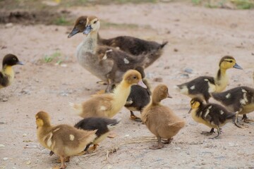 family of ducks
