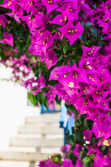 Iconic Pink Flowers on the streets in Mykonos, Greece