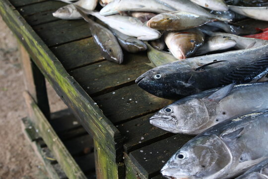 Fresh fish on the market.Rough wooden table on the sand with a catch from the sea.Fishing background