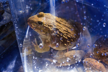frog in the plastic bag