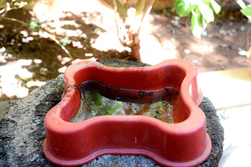 abandoned plastic bowl, vase with stagnant water inside. potential breeding ground for mosquitoes...