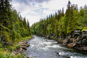 Fototapeta na wymiar wild river and green pine forest landscape in northern Sweden