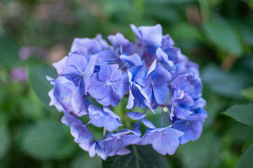 Blau und lila blühende Hortensie im Sommer