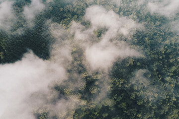 Aerial view green tree forest morning sunrise with fog