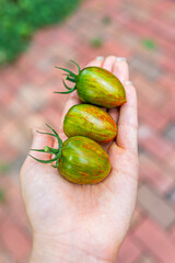Macro closeup of green variety of grape tomatoes cluster group three fruit in woman's gardener hand harvest in garden with orange red ripe vegetable