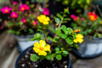 Macro closeup of green red and yellow flowers edible purslane plant in pot flowerpot outside blooming in garden with texture