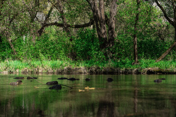 Fototapeta na wymiar ducks on the river