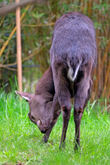Schopfhirsch ( Elaphodus cephalophus michianus ).