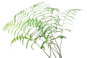 fresh fern leaves isolated on white background