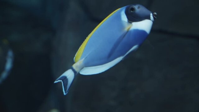 Surgeonfish, also known as Acanthurus leucosternon, swims in the water, fish with a blue body, black face and a yellow dorsal fin