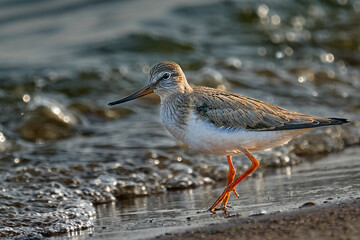 Bird Terek Sandpiper ( Xenus cinereus ) walks along the sandy shore and in shallow water at the very edge of the water on a sunny summer morning.