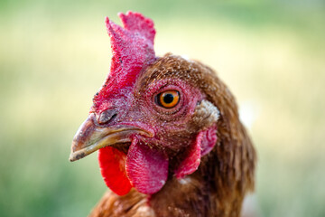 Chickens at small farm