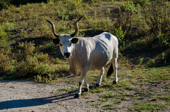 Un esemplare di mucca maremmana lungo la Via Francigena nel Lazio