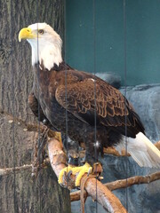Bald eagle on branch