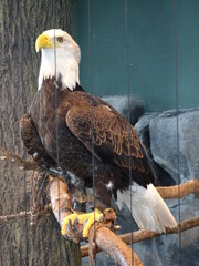 Bald eagle on branch