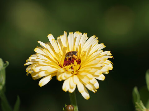 Anthophora bimaculata | Héliophile commune, petite abeille solitaire à fourrure des dunes ou petite abeille-fleur à bandes feutrées blanc-jaunâtre des tergites, yeux verdâtres