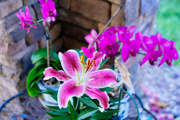 pink lily flower in boom 