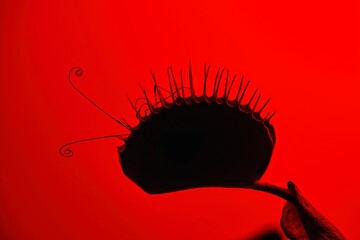Closeup of the silhouette of a backlit Venus flytrap with insect antennae sticking out
