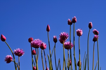 purple open and closed flowers of a chive plant against a blue sky
