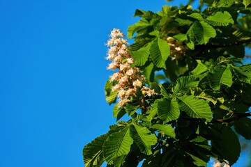 Inflorescence of a chestnut