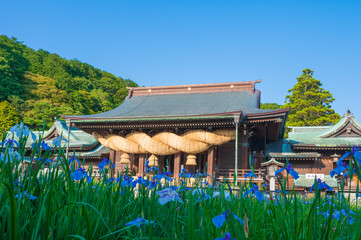 花菖蒲の美しい夏の宮地嶽神社