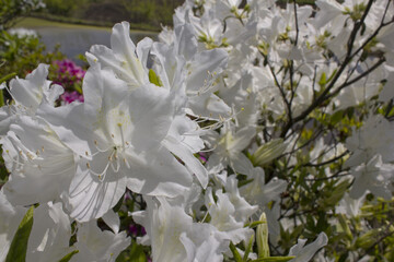 close-up royal azalea blossoms . white  royal azalea blossoms . 