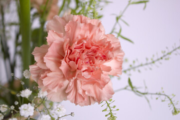 close up carnation flower in another flower background. pink cloves flowers . 