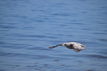 Great Blue Heron at the lake