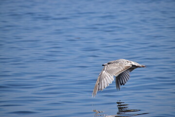 Great Blue Heron at the lake