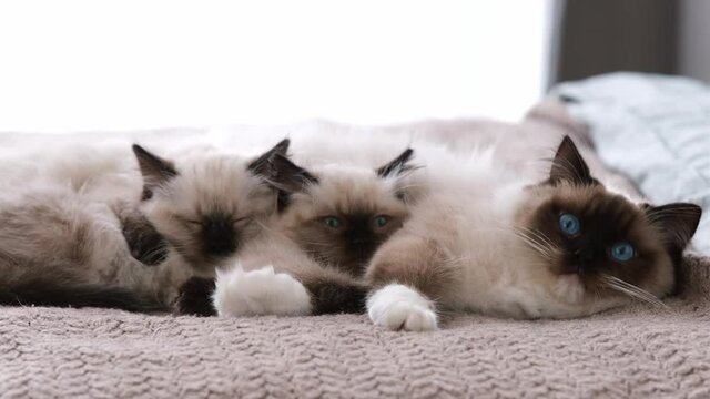 Ragdoll cat lying in the bed with adorable cute sleeping kittens at home and looking at the camera with its blue eyes. Domestic feline family indoors with daylight.