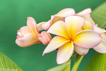 Plumeria