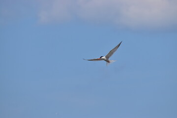 Great Blue Heron at the lake