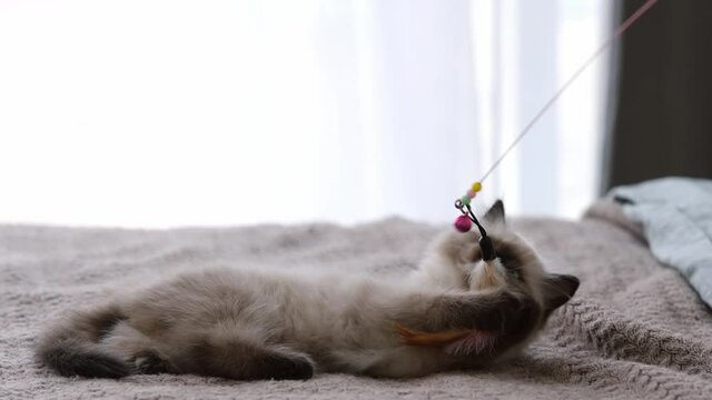 Adorable funny ragdoll cat kittens lying on its back in the bed and playing with toy at home. Cute kitty hunts for stick with feathers in the room with daylight. Little purebred fluffy cat indoors