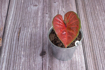 Beautiful red caladium plant in mini potted placed on wooden background. Space for text. Close-up photo. Nature and relaxation concept