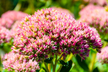 A bright pink and violet Allium flower in summer