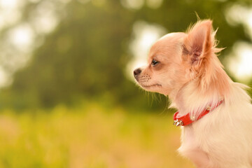 Close-up of Chihuahua puppy, looking to the side outdoors.