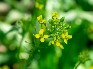 Close up Yellow rapeseed flowers.