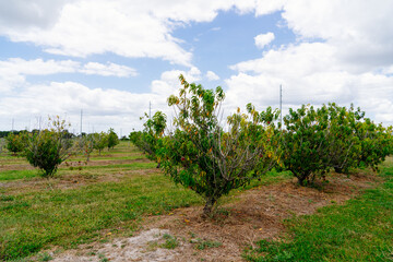 Fototapeta na wymiar Peach Harvest in a modern peach farm in USA 