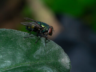 Close up of House fly on leaf with dark background.