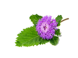 Close up of Brazilian button flower on white background.