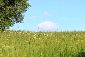 
Green meadow with tall grass and a tree on the edge with a blue sky with a cute white cloud