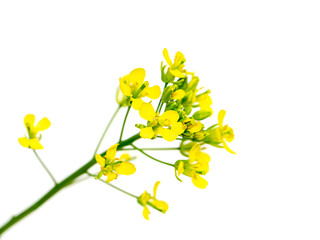 Close up Yellow rapeseed flowers.